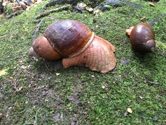 Megalobulimus popelairianus