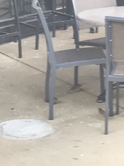 Passer domesticus
