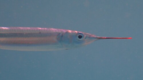 Barred halfbeak (Hemiramphus marginatus) — Hemiramphidae — 4