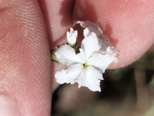 Euploca wigginsii (Euploca wigginsii)