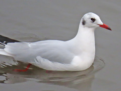 Chroicocephalus ridibundus