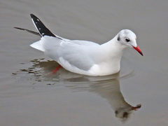 Chroicocephalus ridibundus