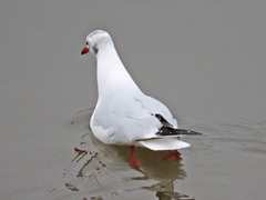 Chroicocephalus ridibundus