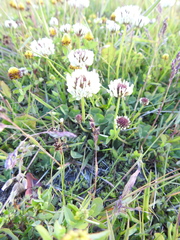 Trifolium repens