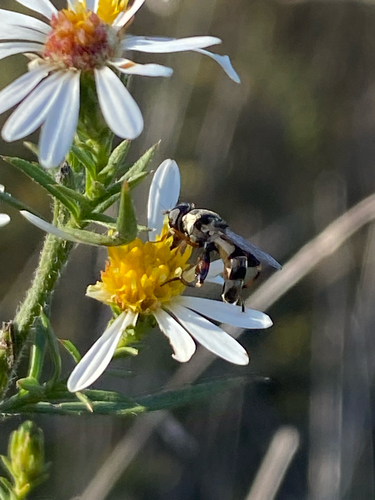 Unknown species found near Williamsburg, MO, US