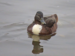 Anas platyrhynchos domesticus