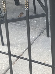 Passer domesticus