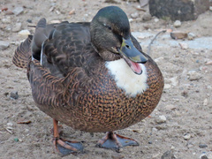 Anas platyrhynchos domesticus