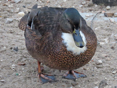 Anas platyrhynchos domesticus