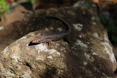 Noronha Mabuya photo 2