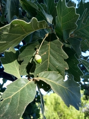 Quercus chihuahuensis