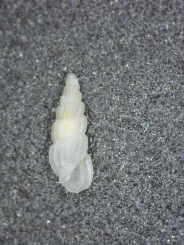 Rissoina costata, 2016-12-05