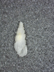 Image of Rissoina turricula