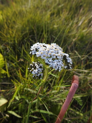 Achillea millefolium