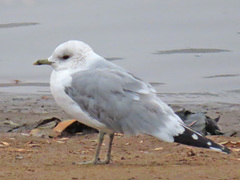 Larus canus