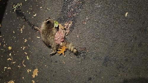 Raccoon