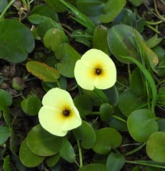 Hydrocleys nymphoides