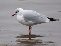 Chroicocephalus ridibundus