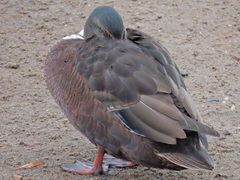 Anas platyrhynchos domesticus