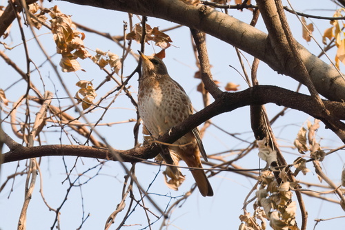 Naumann's Thrush (Turdus naumanni), photo 8