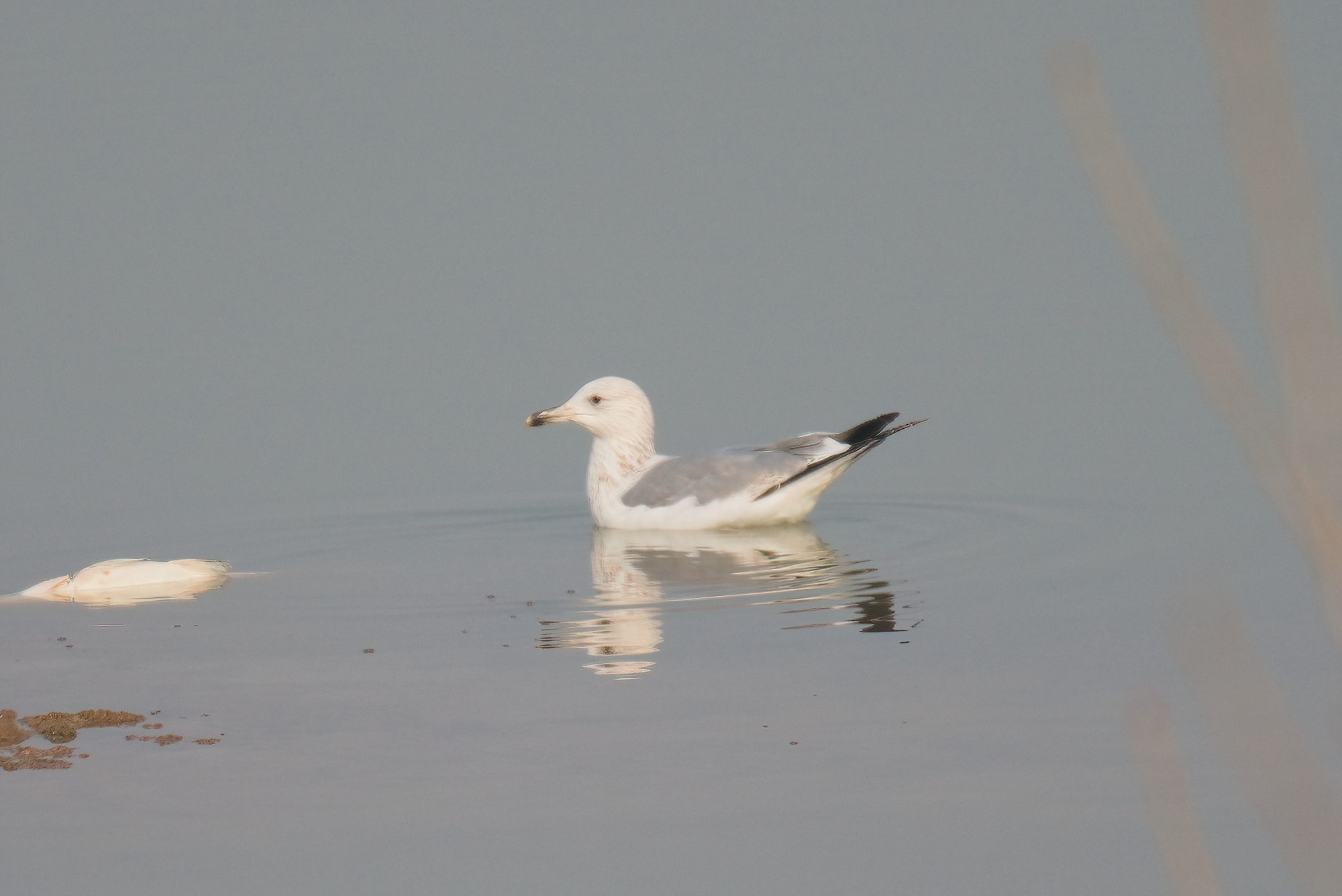 Vega Gull
