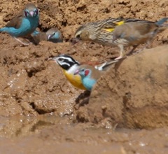 Emberiza flaviventris