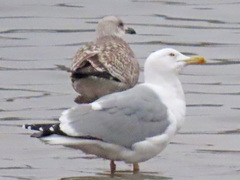 Larus argentatus