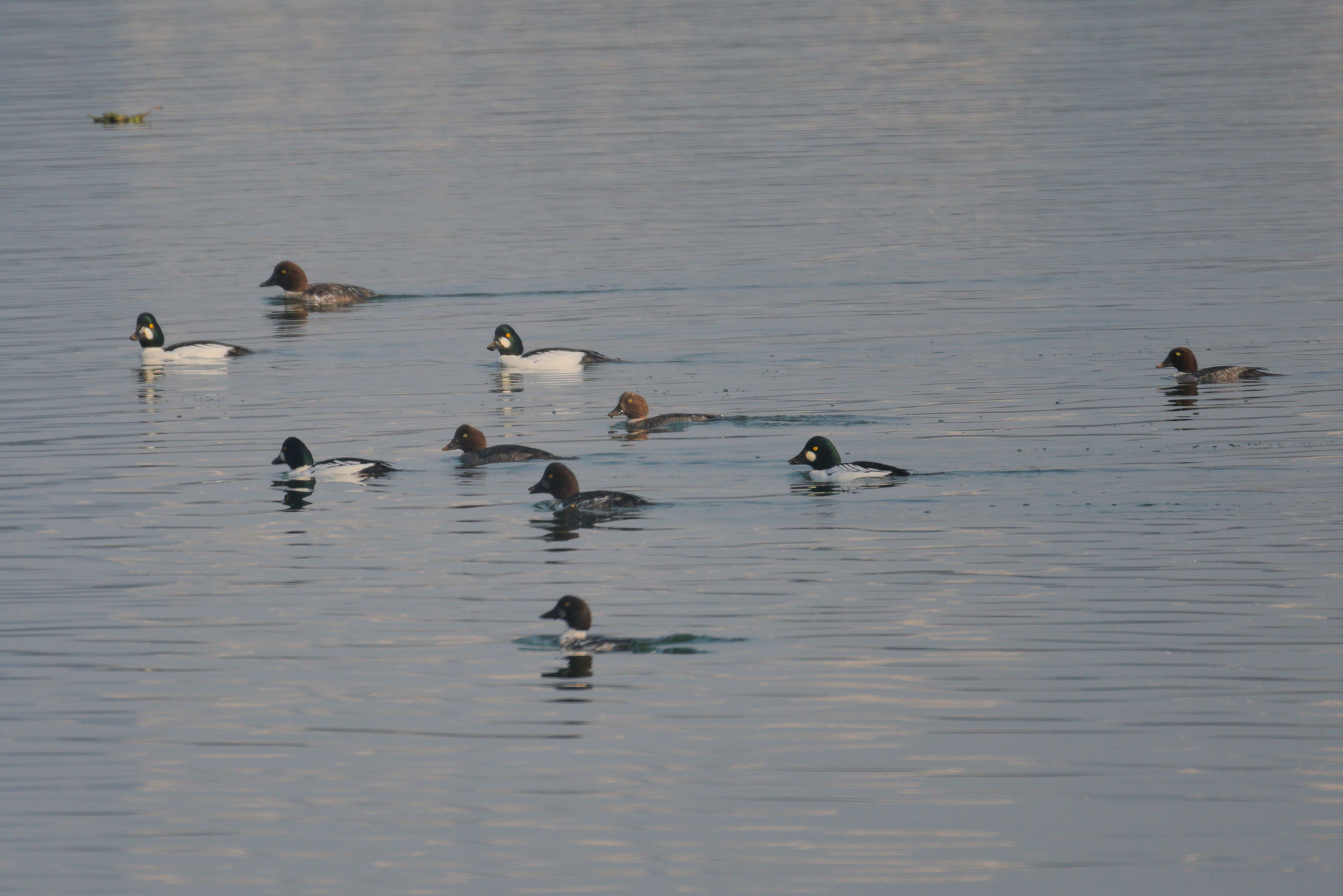 Common Goldeneye