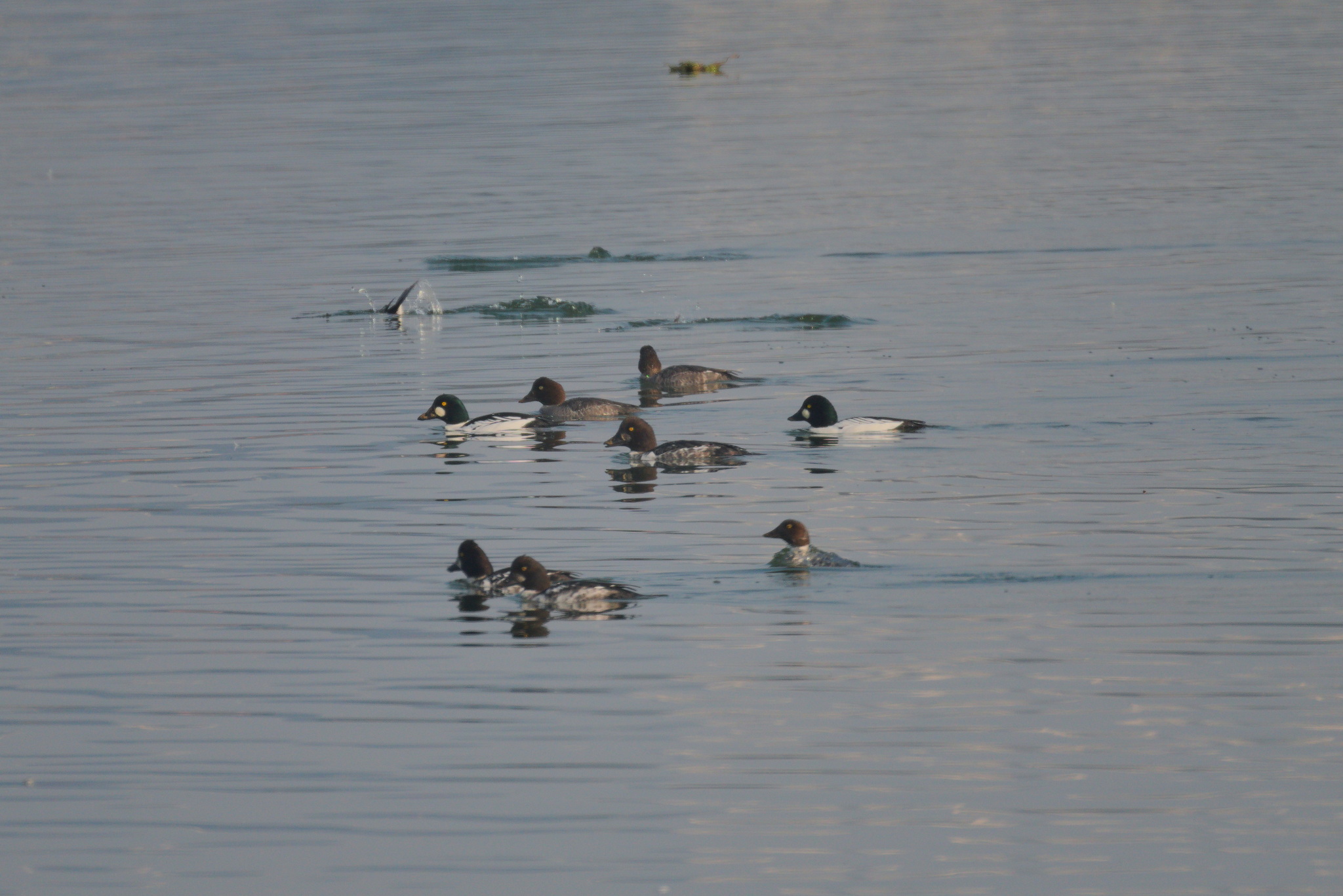 Common Goldeneye