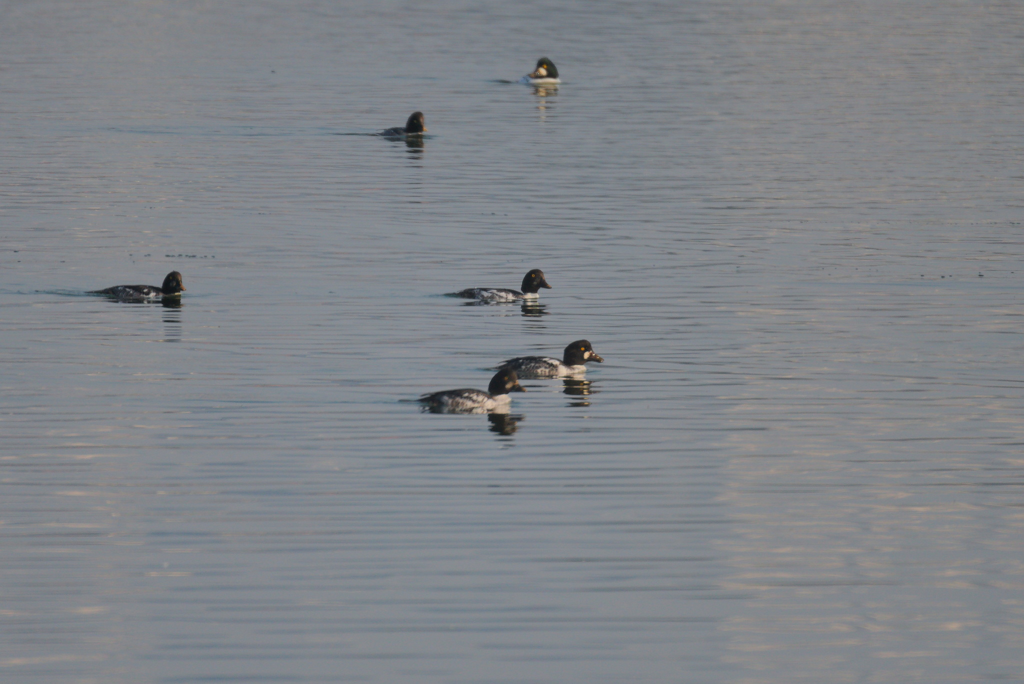 Common Goldeneye