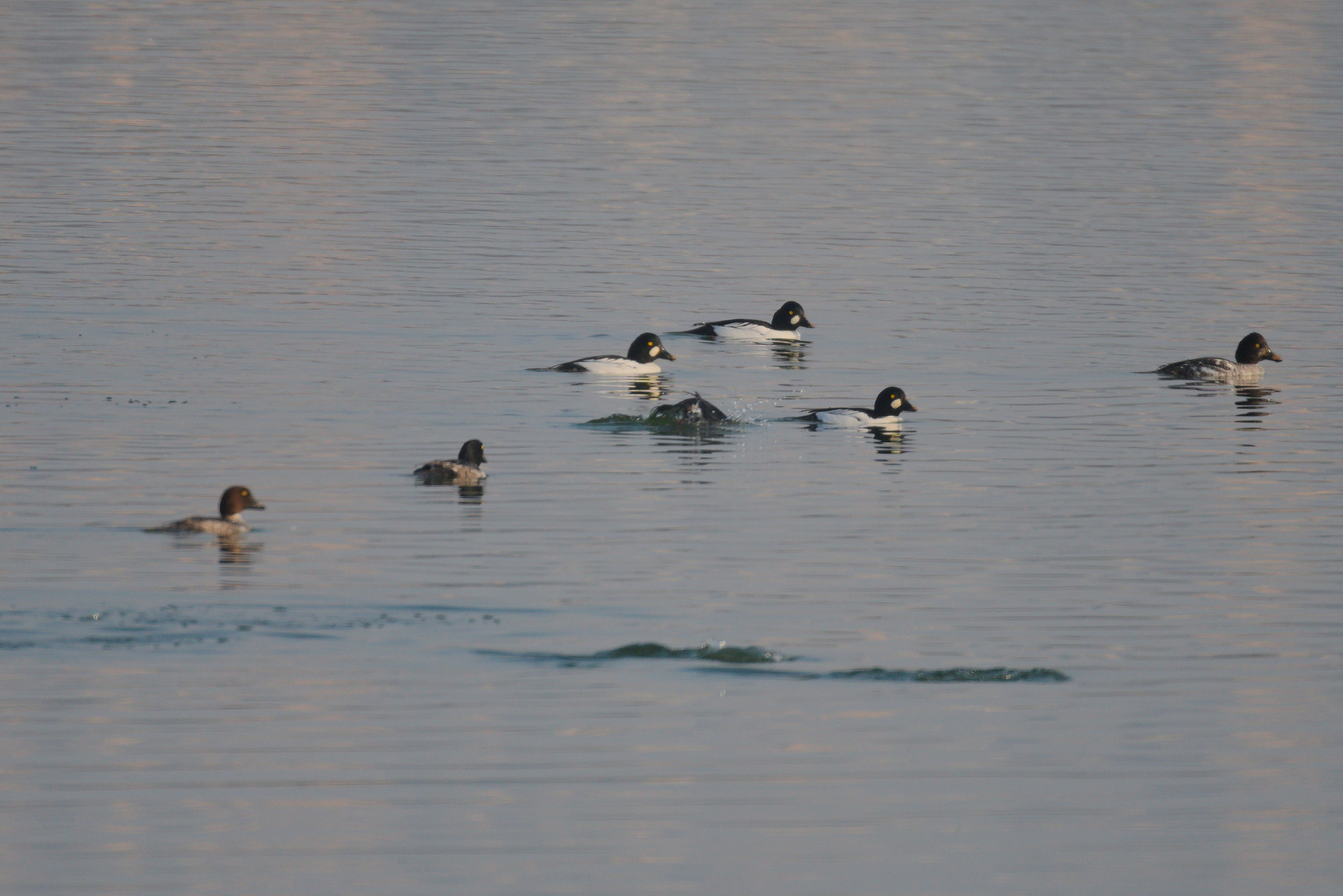 Common Goldeneye