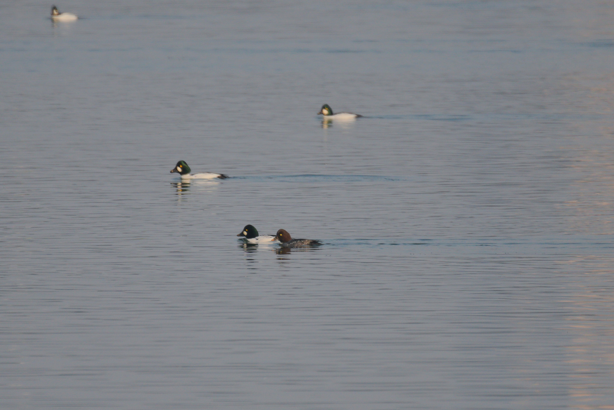 Common Goldeneye