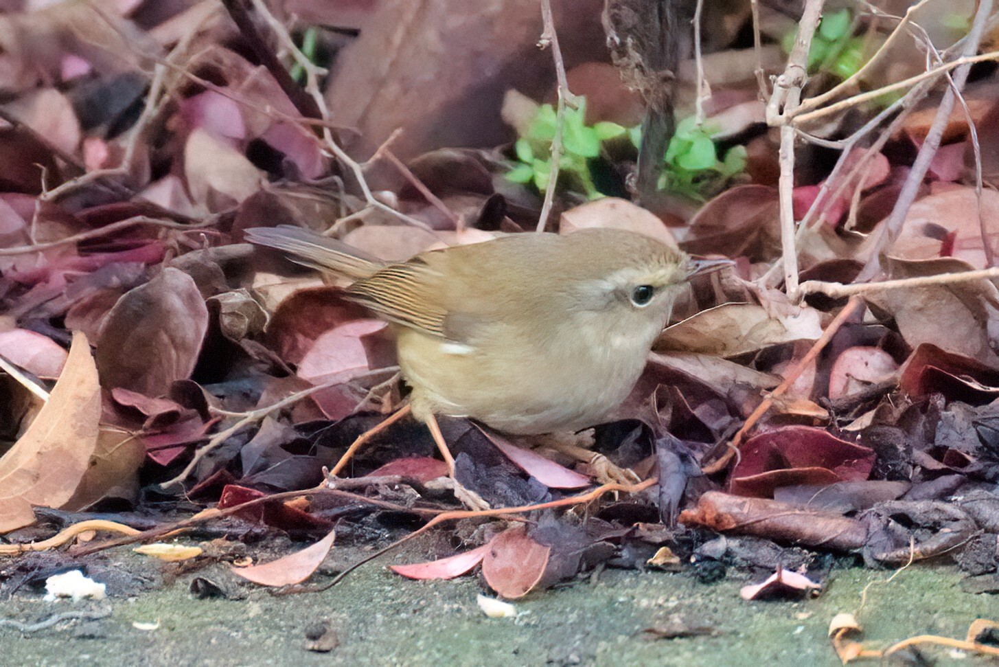 Brown-flanked Bush Warbler