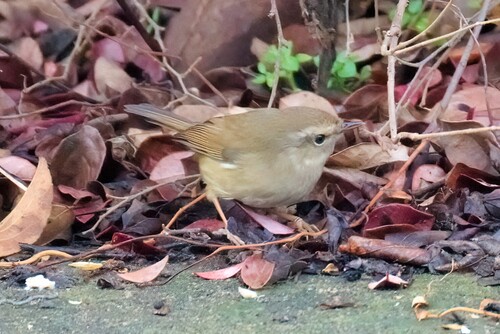 Brown-flanked Bush Warbler (Horornis fortipes), photo 10