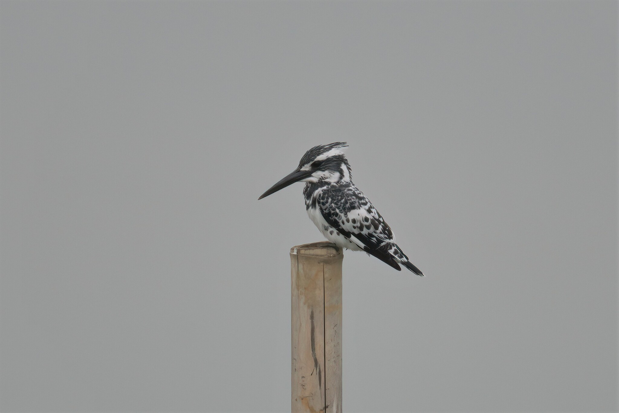 Pied Kingfisher