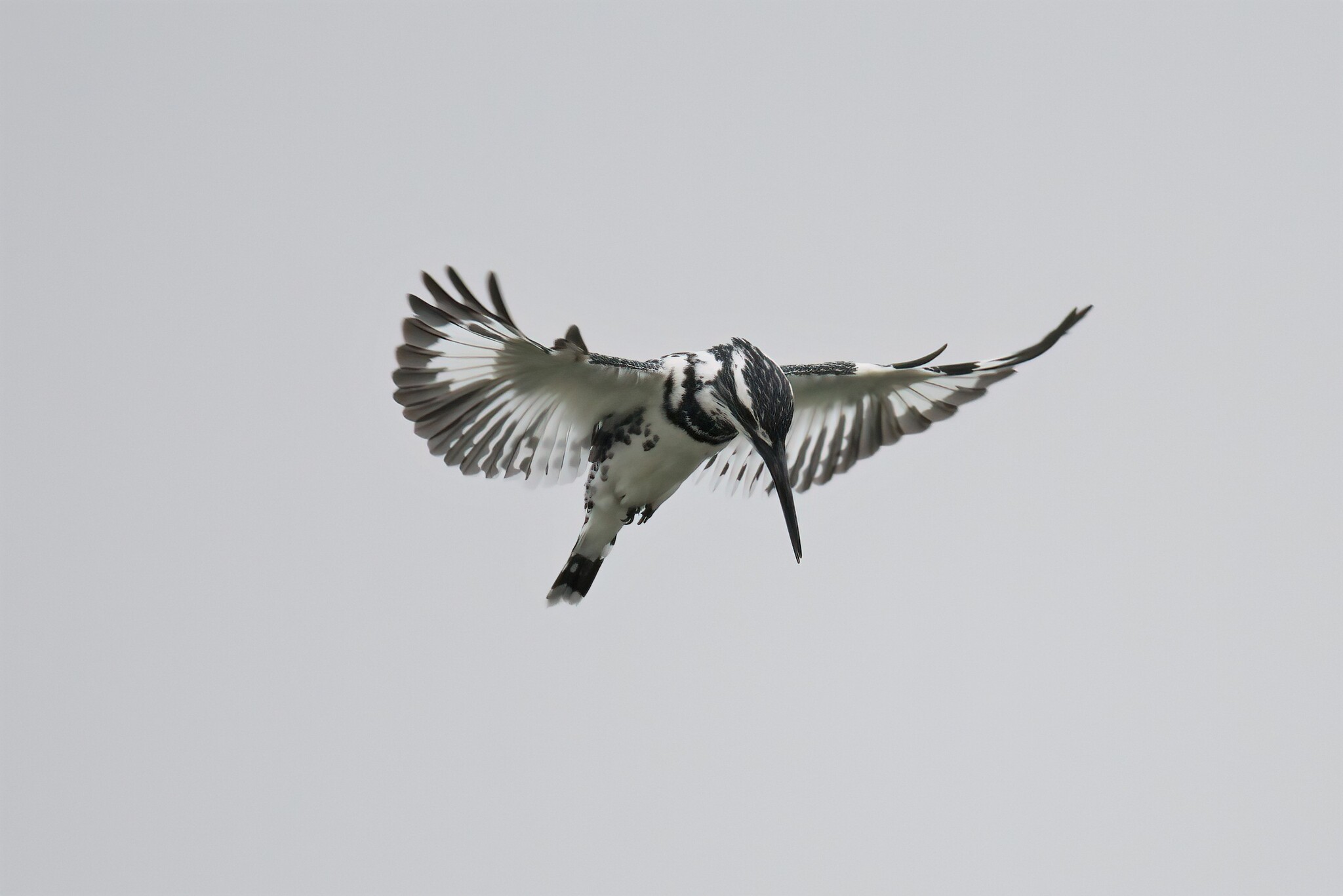 Pied Kingfisher