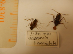 Macromia taeniolata