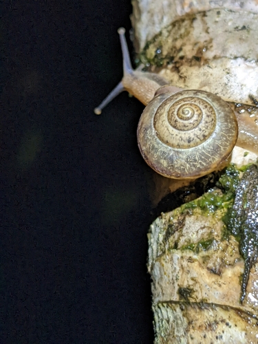 Bradybaena similaris observed 2025-10-12
