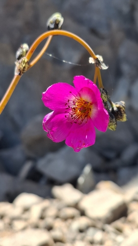 Cistanthe cachinalensis (Cistanthe cachinalensis)