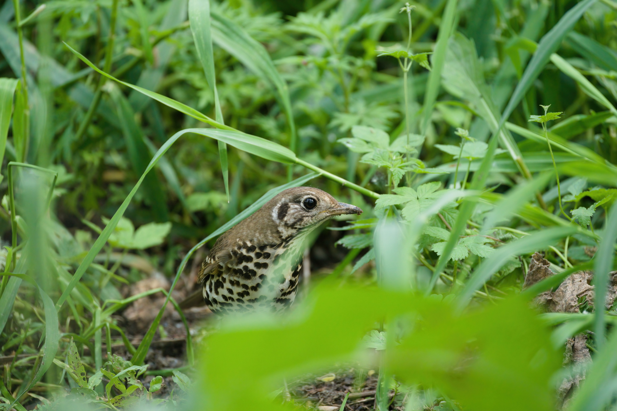 Chinese Thrush