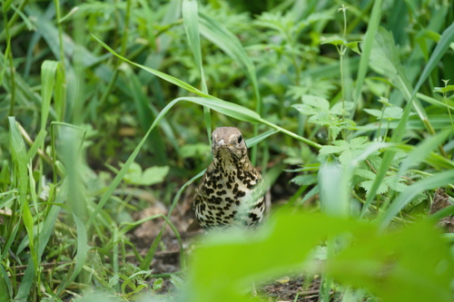 Chinese Thrush (Turdus mupinensis), photo 7