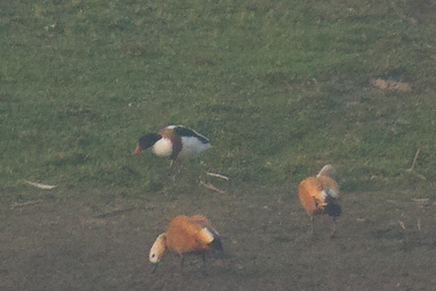 Common Shelduck
