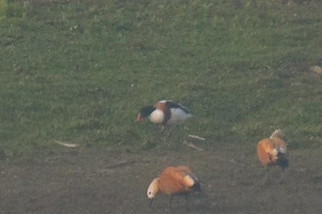 Common Shelduck