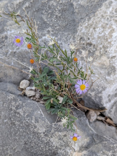 manyflower leastdaisy (Chaetopappa bellioides)