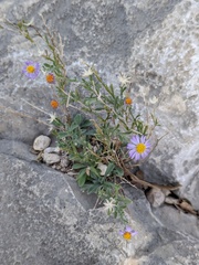 Daisy-like Chaetopappa (Chaetopappa bellioides)