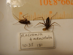 Macromia taeniolata