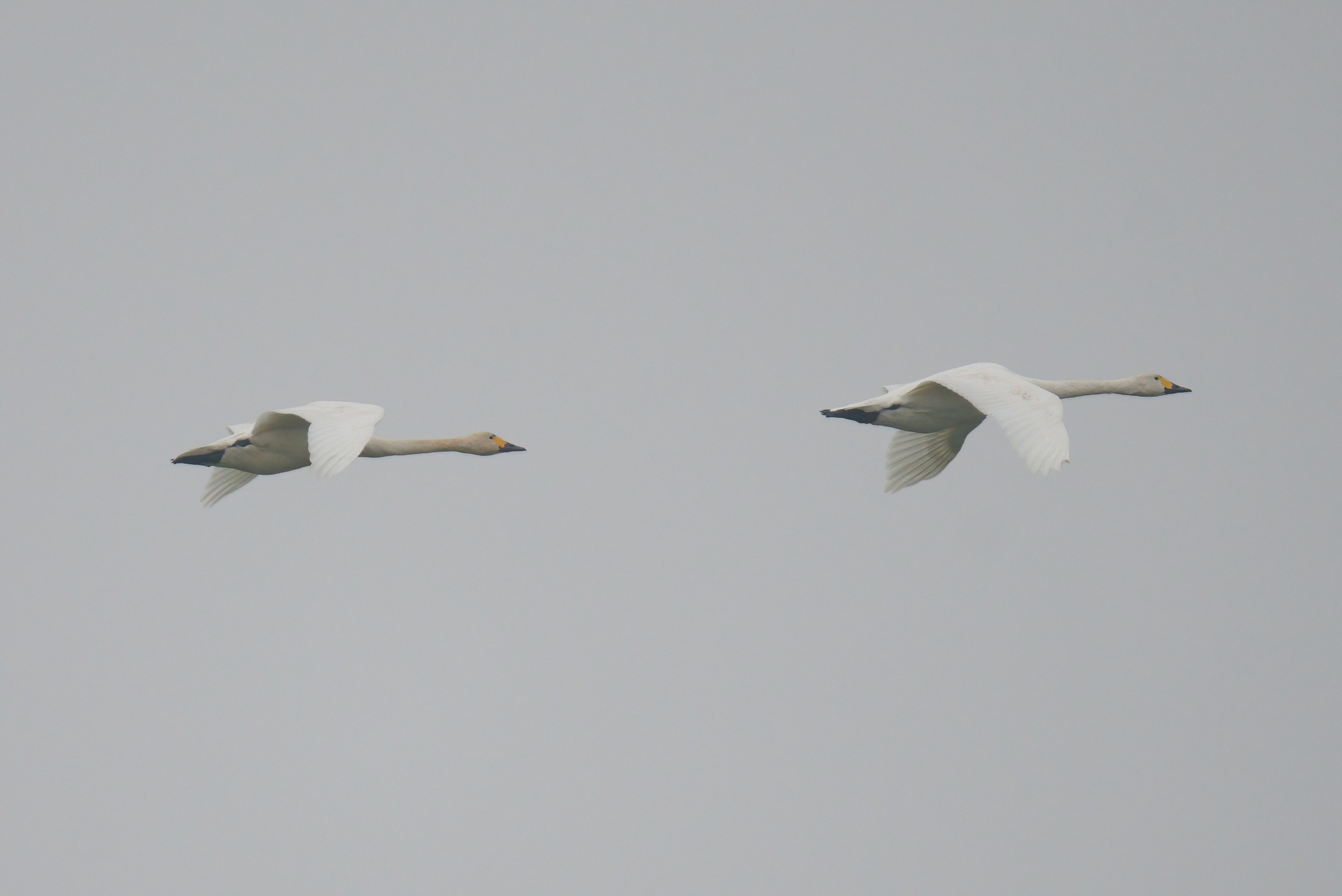 Tundra Swan