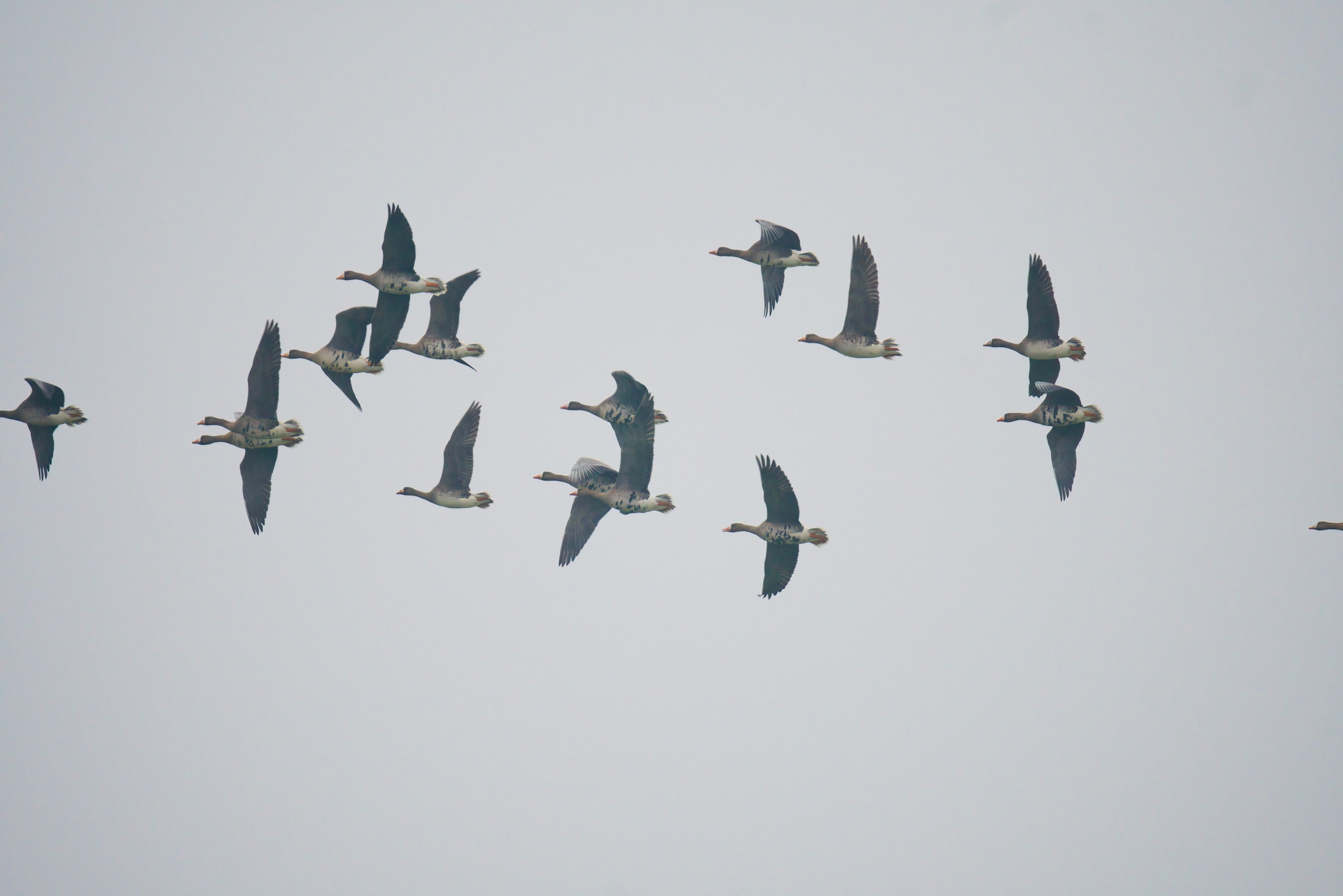 Greater White-fronted Goose