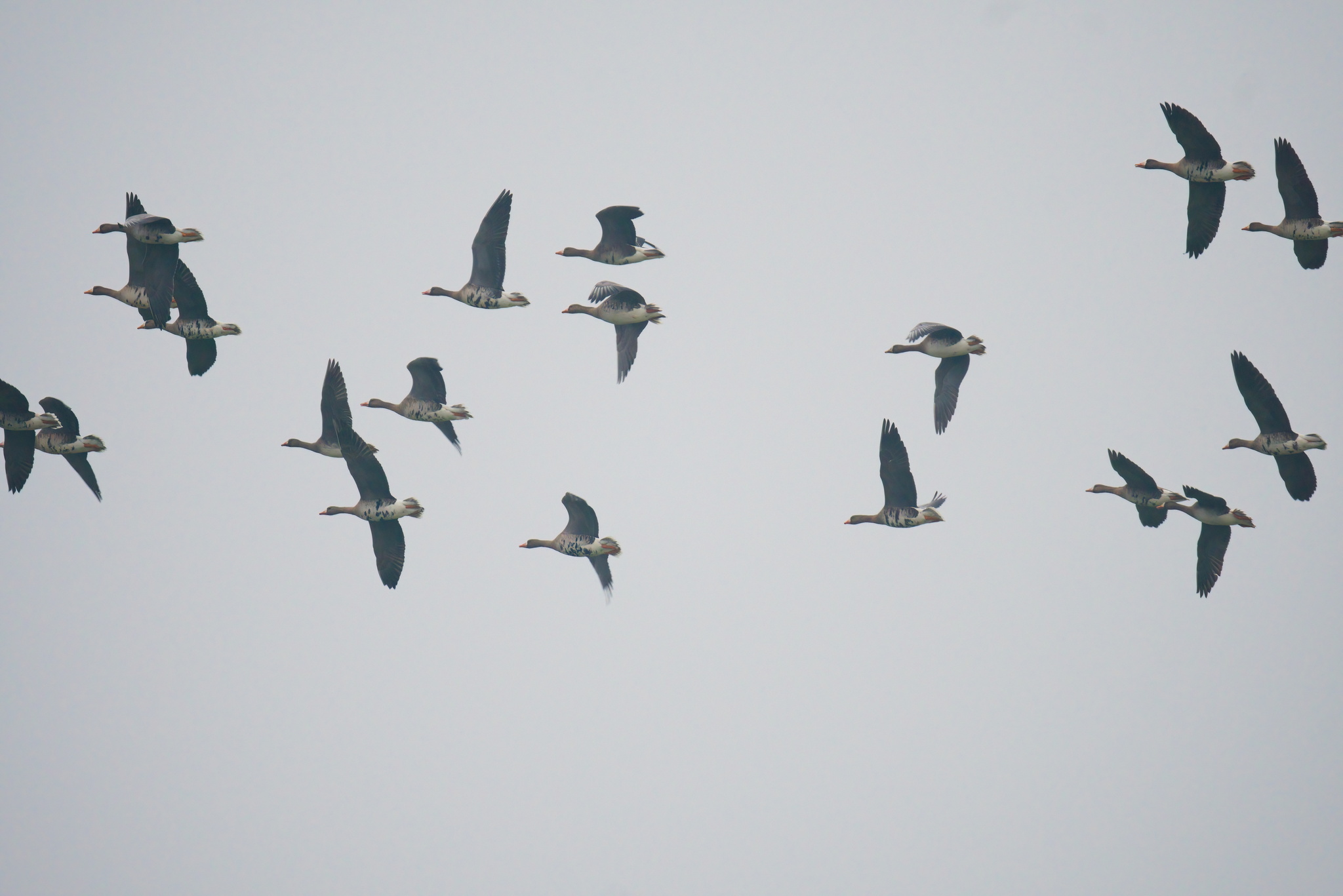 Greater White-fronted Goose