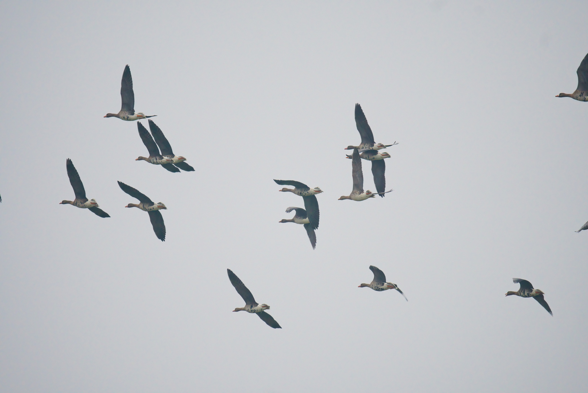 Greater White-fronted Goose